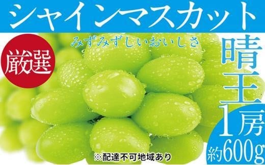 ぶどう 2025年  シャイン マスカット 晴王 1房 約600g【ブドウ 葡萄  岡山県産 国産 フルーツ 果物 ギフト】