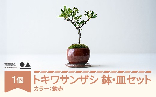 【鉢皿色・鉄赤】 トキワサンザシ 常盤山査子 0.35kg 盆栽 植物 石木花 sw-botkx380 ※沖縄・離島への配送不可
