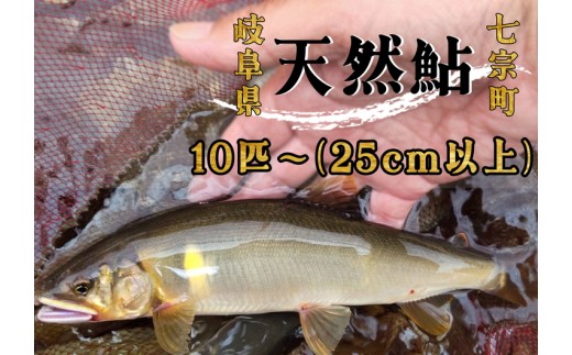 ※岐阜県産天然鮎七宗町産(25cm以上) 1691388 - 岐阜県七宗町