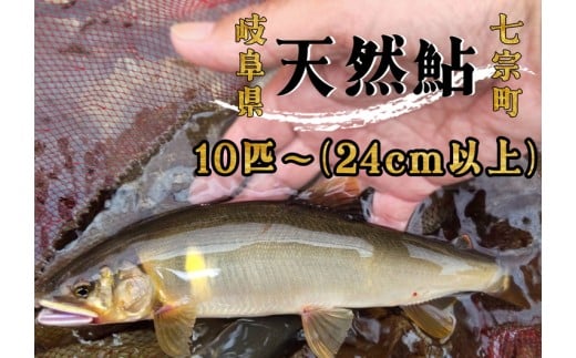 ※岐阜県産天然鮎七宗町産(24cm以上) 1691385 - 岐阜県七宗町