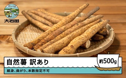 雪国育ちの自然薯 訳あり スティック 500g 野菜 やまいも じねんじょ 山形県 大石田町産 oz-ziwxx500 2271787 - 山形県大石田町