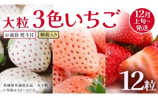 【 お歳暮 熨斗付き 】桐箱入り 大粒 3色いちご 12粒【2025年12月上旬発送開始】(茨城県共通返礼品：大子町) いちご 苺 果物 フルーツ 果実 贈答用 ギフト 贈り物
