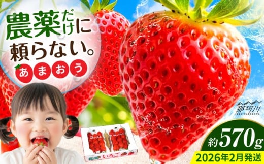 【2026年2月より発送】『自然環境農法』で育てた福岡県産 あまおう 約285g×2パック＜おおきべりー株式会社＞那珂川市 フルーツ いちご 果物 イチゴ 苺 あまおう いちご 期間限定 [GZE001] 284983 - 福岡県那珂川市