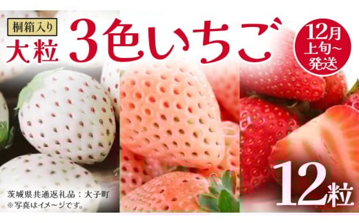 桐箱入り 大粒 3色いちご 12粒【2025年12月上旬発送開始】(茨城県共通返礼品：大子町) いちご 苺 果物 フルーツ 果実