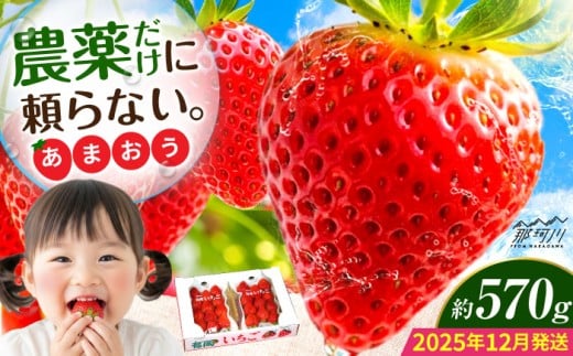 【2025年12月より発送】『自然環境農法』で育てた福岡県産 あまおう 約285g×2パック＜おおきベリー株式会社＞那珂川市 [GZE007] 2294616 - 福岡県那珂川市