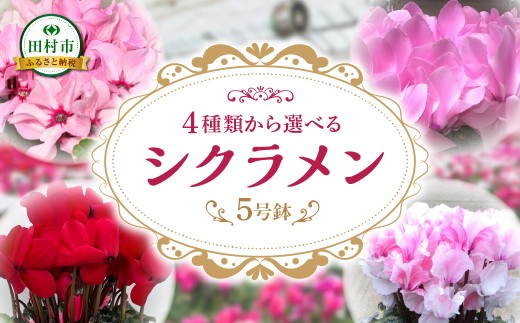  シクラメン シュトラウス 5号鉢 贈答 ギフト ラッピング 花 フラワー 冬の花 季節の花 高品種 プレゼント 福島県 田村市 フローラハシモト 1581989 - 福島県田村市