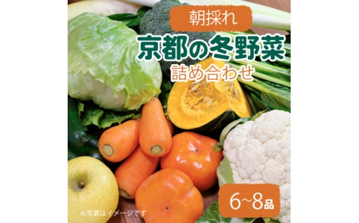 京都 朝採れ 冬野菜セット 6～8種【1669703】