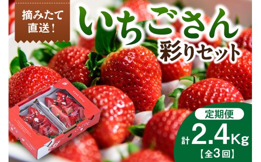 佐賀産「いちごさん」定期便 彩りセット[全3回]