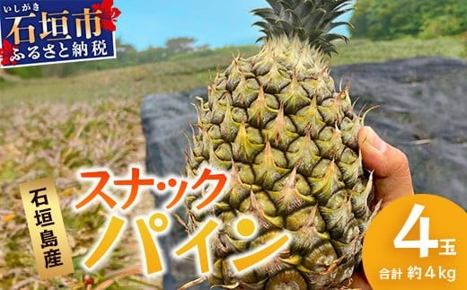 【先行予約】《2026年5月上旬頃より順次発送》石垣島産 スナックパイン (4玉 約4kg)【 産地直送 沖縄 石垣 パイナップル パイン スナック フルーツ トロピカル 南国 】 TP-8-1 1330360 - 沖縄県石垣市