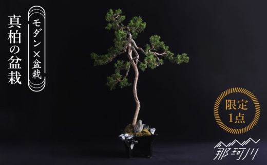【モダン×盆栽】真柏 盆栽 ＜イマplants＞那珂川市 [GBU030]