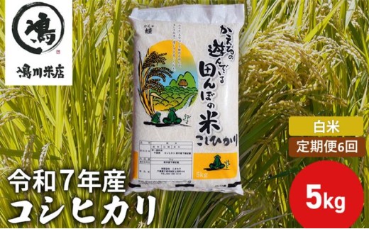 令和7年産　6ヶ月定期便　コシヒカリ　白米　5kg【定期便 お米 白米 粘り甘み】 精米 粘りつやつや 美味しい 新鮮  [№5346-0190]