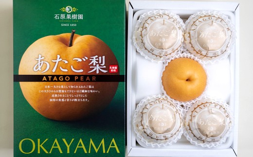 あたご梨 3～6玉 合計約3kg  化粧箱 愛宕梨 なし 梨 ナシ 果物 フルーツ 果実 岡山県 倉敷市 【2025年11月下旬～12月下旬迄順次発送予定】