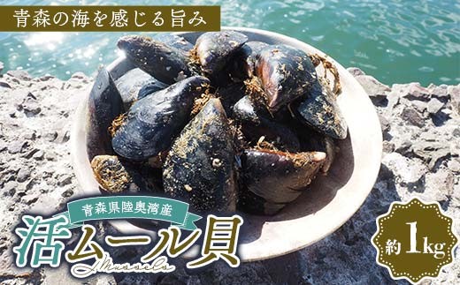 青森県 陸奥湾産 ムール貝 約1kg [琉宝丸] 殻付き 活ムール貝 とれたて 新鮮 魚介 海鮮 漁師直送 パエリア パスタの具 平内町 東北 むつ湾 F21J-249