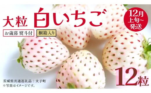 【 お歳暮 熨斗付き 】 桐箱入り 大粒 白いちご 12粒【2025年12月上旬発送開始】(茨城県共通返礼品：大子町) いちご 苺 果物 フルーツ 果実 贈答用 ギフト 贈り物