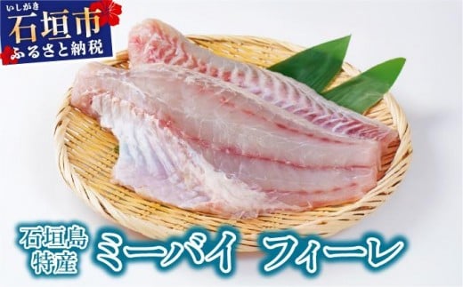 石垣島特産ミーバイ（ヤイトハタ）フィーレ KS-14 2307093 - 沖縄県石垣市