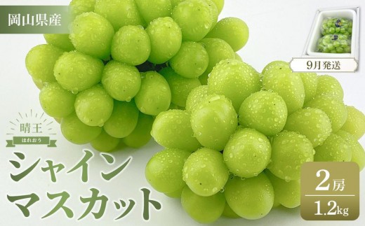 ぶどう 2025年 岡山県産 シャインマスカット 晴王 2房 約1.2kg【シャイン マスカット 葡萄 新鮮 岡山県 おすすめ 人気 種無し 皮ごと食べる フレッシュ ハレノフルーツ】
