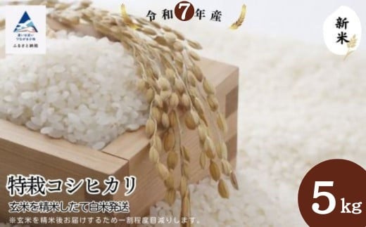 特栽コシヒカリ 特別栽培米 5kg 玄米を精米したて白米発送 お米 こめ コメ 令和7年産 新米 こしひかり【のむら農産】