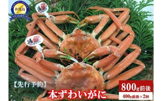 【先行予約】【令和8年1月中旬以降発送】佐渡産 本ずわいがに 800g前後（400g前後×2杯） 1505370 - 新潟県佐渡市