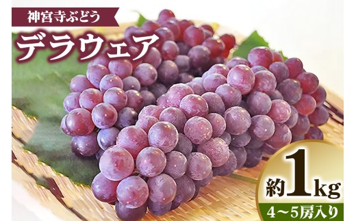 [先行予約] 神宮寺ぶどう (デラウエア) 1kg｜ブドウ 葡萄 くだもの 果物 フルーツ [0219]
