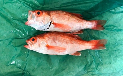 大サイズ！極上のどぐろ（水揚げ次第発送）【のどぐろ あかむつ ノドグロ 2尾 魚 さかな 旬 国産 高級魚 地魚 水揚げ直後 新鮮 冷蔵 ノンフローズン お取り寄せ 季節限定 大田市】