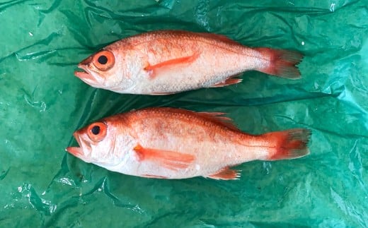 中サイズ！極上のどぐろ（水揚げ次第発送）【のどぐろ あかむつ ノドグロ 2尾 魚 さかな 旬 国産 高級魚 地魚 水揚げ直後 新鮮 冷蔵 ノンフローズン お取り寄せ 季節限定 大田市】