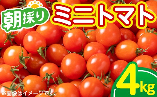 朝採れ ミニトマト4 kg！甘さと酸味のバランス 鹿児島県産 新鮮 サラダ お弁当 ソース マリネ AGRICIA【A-1934H】