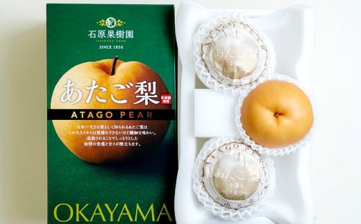 あたご梨 3～4玉 合計約1.5kg 化粧箱 愛宕梨 なし 梨 ナシ 果物 フルーツ 果実 岡山県 倉敷市 【2025年11月下旬～12月下旬迄順次発送予定】