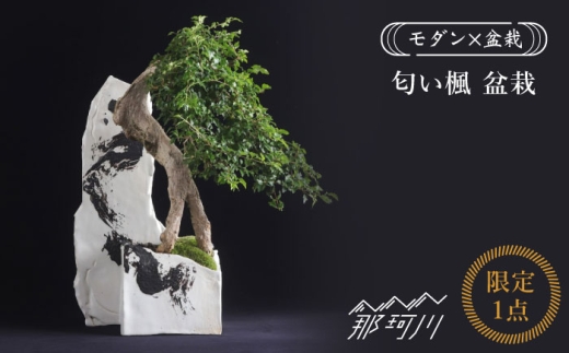 【モダン×盆栽】匂い楓 盆栽＜イマplants＞那珂川市 [GBU032]