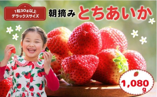 【先行予約】那珂川町産とちあいか 270ｇ×4Ｐ | 2025年 2026年 先行予約 苺 イチゴ 大粒 甘い 贈答用 数量限定 果物 フルーツデザート 人気 贅沢 たっぷり 大容量 朝採れ当日発送 栃木県 那珂川町 送料無料 2287255 - 栃木県那珂川町