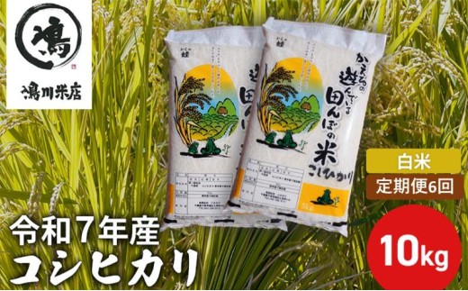 令和7年産　6ヶ月定期便　コシヒカリ　白米　10kg【定期便 お米 白米 粘り甘み】 精米 粘りつやつや 美味しい 新鮮  [№5346-0194]