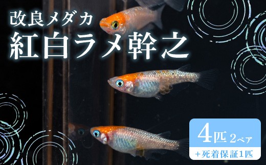 676 メダカ 紅白ラメ幹之 2ペア 改良メダカ【トリハタめだか】 2304422 - 茨城県茨城町