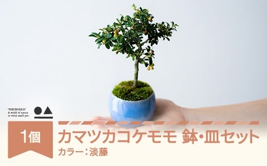 【鉢皿色・淡藤】　カマツカコケモモ  鎌柄苔桃 0.35kg 盆栽 植物 石木花 sw-bokmx380 ※沖縄・離島への配送不可