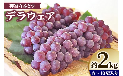 [先行予約] 神宮寺ぶどう (デラウエア) 2kg｜ブドウ 葡萄 くだもの 果物 フルーツ [0220]