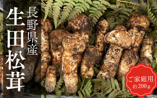 BE06-25B 梅松苑 家庭用 生田松茸 約200g  / 10月頃 発送予定 // 松川町産 長野県 まつたけ マツタケ 松茸 旬の野菜 秋の味覚 きのこ キノコ 天然松茸 1465522 - 長野県松川町