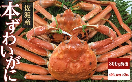 佐渡産 本ずわいがに 800g前後（400g前後×2杯） 1051253 - 新潟県佐渡市