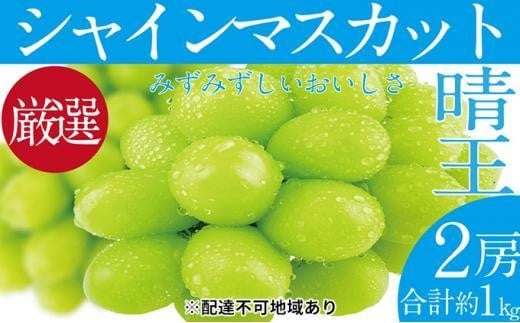 ぶどう 2025年 シャイン マスカット 晴王 2房（合計約1kg）【ブドウ 葡萄  岡山県産 国産 フルーツ 果物 ギフト】
