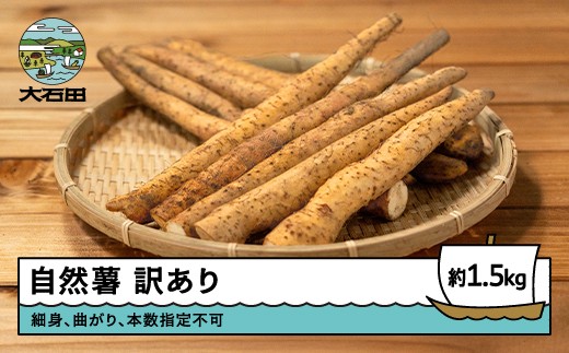 雪国育ちの自然薯 訳あり スティック 約1.5kg 野菜 やまいも じねんじょ 山形県 大石田町産 oz-ziwxx1500 2271788 - 山形県大石田町