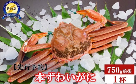 【先行予約】【令和8年1月中旬以降発送】佐渡産 本ずわいがに 750g前後 1杯 1505371 - 新潟県佐渡市