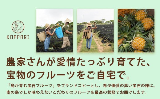 沖縄県石垣市のふるさと納税 【予約受付】【定期便】石垣島産 パイナップル 3回 定期 3種 計6玉【2026年 5月頃・6月・7月頃お届け】  ふるさと納税 パイナップル パイン フルーツ 果物 果実 定期便 定期 3回 3か月 沖縄県 石垣市 石垣島 産地直送 ふるさと 人気 送料無料 KP-18