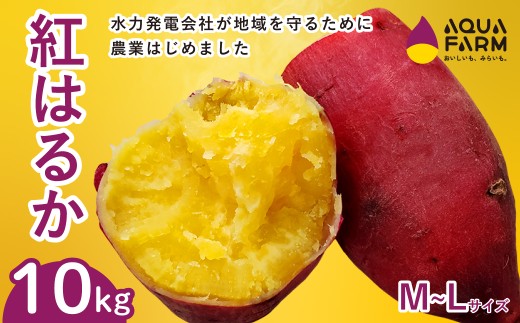 さつまいも 「べにはるか」 M～Lサイズ 10kg | 甘い 焼き芋 お取り寄せ 紅はるか スイーツ おやつ 秋の味覚 ギフト 糖度 自然の恵み やきいも 国産 子ども 産地直送 茨城県 常陸太田市