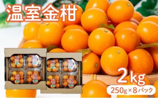 KU434 【先行予約】温室金柑2kg(250g×8パック) 2231585 - 宮崎県串間市
