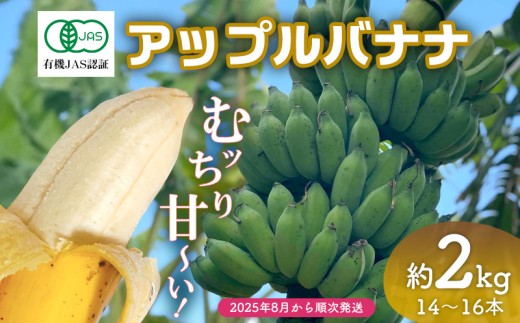 【2025年発送】宜野座産 有機JAS認証のアップルバナナ 2kg前後 ばなな バナナ アップルバナナ フルーツ 果物 青果物 トロピカルフルーツ スイーツ デザート スムージー 朝食 運動 スポーツ 産地直送 国産 甘い 濃厚 もっちり 沖縄県 宜野座村