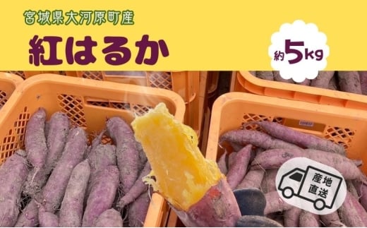 さつまいも 約5kg 紅はるか サツマイモ 宮城県産 甘い 秋 冬 スイーツ いも 産地直送 宮城県 大河原町