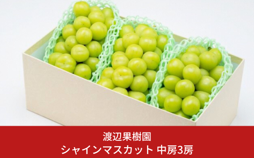 中房シャインマスカット3房 (約1.6kg) 令和7年度 贈答用 シャインマスカット 新潟県 三条市産 ぶどう [渡辺果樹園] 【026S044】