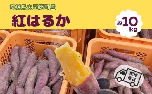 さつまいも 約10kg 紅はるか サツマイモ 宮城県産 甘い 秋 冬 スイーツ いも 産地直送 宮城県 大河原町 2315505 - 宮城県大河原町