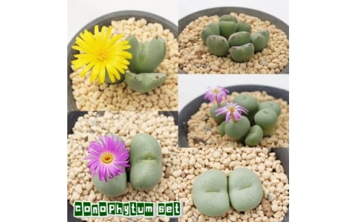 多肉植物6種類コノフィツムセット【1663272】 2313669 - 群馬県太田市