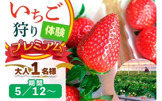 [5月12日以降] いちご狩り体験プレミアム 大人1名様 奈良のブランド (ならあかり・古都華・あすかルビー)｜イチゴ農園 果物 フルーツ 親子 体験チケット いちご狩り農園 奈良県 [3063]
