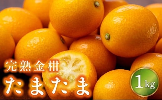 KU431-1【数量限定】完熟金柑たまたま1kg 1756159 - 宮崎県串間市