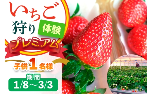 [1月8日から3月3日] いちご狩り体験プレミアム 子供1名様 奈良のブランド (ならあかり・古都華・あすかルビー) ｜イチゴ農園 果物 フルーツ 親子 体験チケット いちご狩り農園 奈良県 [3060]