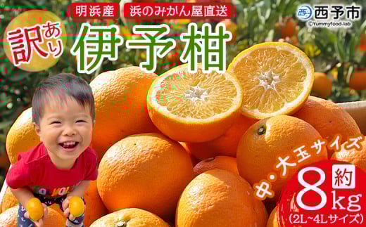 ＜訳あり 伊予柑 約8kg 浜のみかん屋 直送＞ 中 大玉 2L～4L ワケアリ イヨカン いよかん 家庭用 果物 フルーツ おいしい 甘い 柑橘類 明浜産 ご自宅用 特産品 愛媛県 西予市【常温】『2026年1月中旬～2月上旬迄に順次出荷予定』
